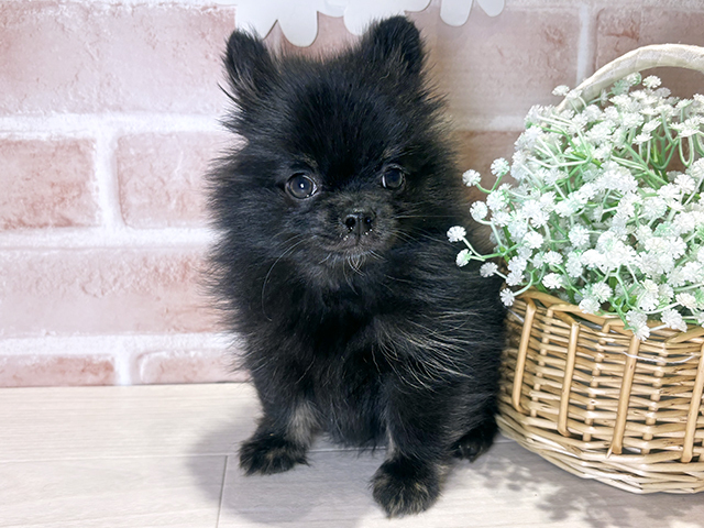 岡山県のポメチワ/チワポメ/ポメチー(ポメラニアン×チワワ) (ペッツファースト倉敷店/2025年8月31日生まれ/男の子/ブラック)の子犬の1枚目の画像