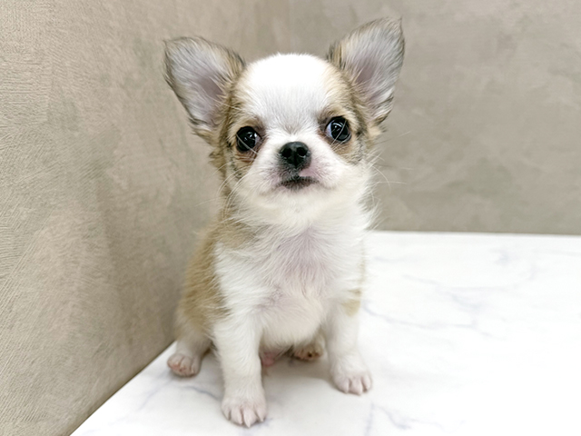 東京都のチワワ(ロング) (ペッツファースト八王子多摩美大前店/2025年9月1日生まれ/男の子/レッドホワイト)の子犬