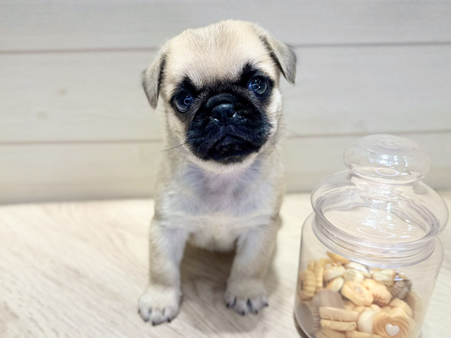 群馬県のペキパグ/パグペキ(ペキニーズ×パグ) (ペッツファースト高崎店/2025年8月27日生まれ/男の子/フォーン)の子犬の1枚目の画像