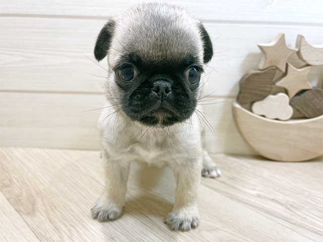 千葉県のペキパグ/パグペキ(ペキニーズ×パグ) (ペッツファーストららぽーとTOKYO-BAY店/2025年8月27日生まれ/女の子/フォーン)の子犬の1枚目の画像