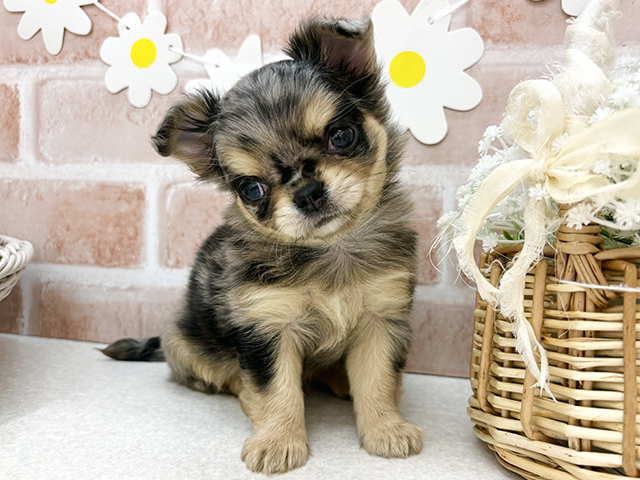 東京都のチワワ(ロング) (ペッツファーストお台場店/2025年9月3日生まれ/女の子/ブルーマール)の子犬の1枚目の画像