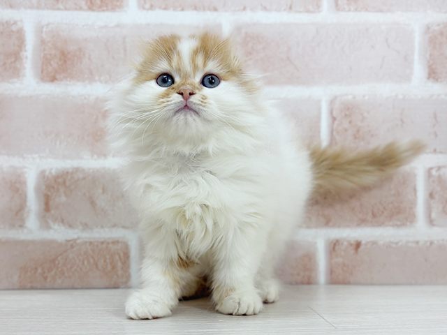 埼玉県のスコティッシュフォールド (ペッツファーストさいたま新都心店/2025年9月3日生まれ/男の子/レッドタビーホワイト)の子猫の1枚目の画像