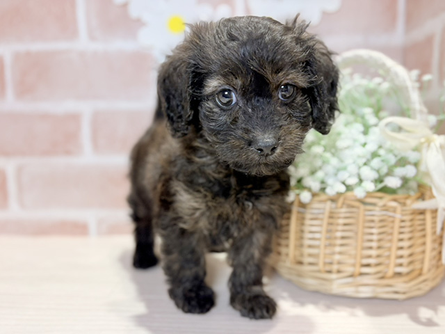 ミニチュアダックスフンドミックス, 性別 男の子, 誕生日 2025/09/02, 毛色 ブラックタン, 出身 宮崎県, 店舗 倉敷店(岡山県), お問い合わせ番号 2541547