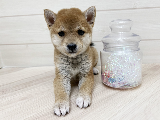 大阪府の豆柴 (ペッツファーストららぽーと門真店/2025年9月3日生まれ/女の子/赤)の子犬