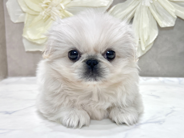 兵庫県のペキニーズ (ペッツファースト神戸三宮センター街店/2025年9月3日生まれ/女の子/クリームホワイト)の子犬の1枚目の画像