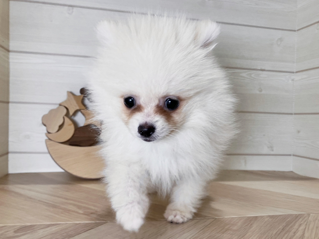 鳥取県のポメラニアン (ペッツファースト日吉津店/2025年8月31日生まれ/男の子/クリーム)の子犬の1枚目の画像