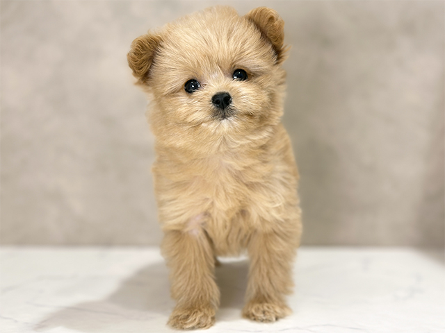 東京都のポメプー(ポメラニアン×プードル) (ペッツファースト武蔵小山店/2025年9月2日生まれ/女の子/アプリコット)の子犬の1枚目の画像