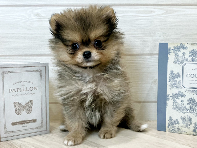 愛知県のポメチワ/チワポメ/ポメチー(ポメラニアン×チワワ) (ペッツファースト岡崎店/2025年9月3日生まれ/男の子/オレンジ)の子犬の1枚目の画像