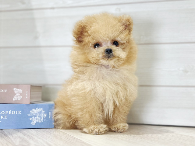 大阪府のポメプー(ポメラニアン×プードル) (ペッツファースト梅田店/2025年8月27日生まれ/男の子/アプリコット)の子犬の1枚目の画像