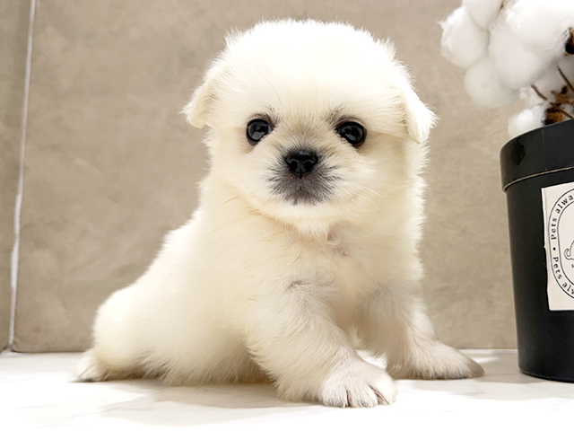 大阪府のペキポメ/ポメペキ(ペキニーズ×ポメラニアン) (ペッツファースト茶屋町店/2025年9月2日生まれ/男の子/クリーム)の子犬の1枚目の画像