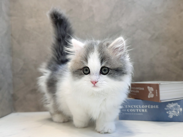 大阪府のミヌエット (ペッツファースト心斎橋本店/2025年9月3日生まれ/男の子/ブルーホワイト)の子猫の1枚目の画像