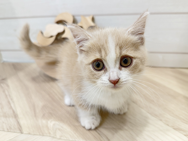 広島県のマンチカン (ペッツファースト広島府中店/2025年8月29日生まれ/女の子/クリームタビーホワイト)の子猫の1枚目の画像