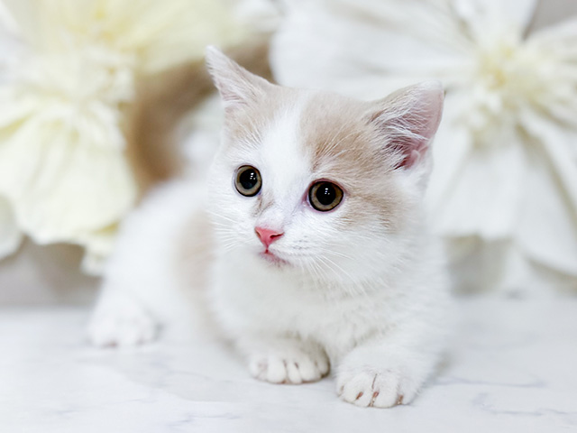 東京都のマンチカン (ペッツファースト恵比寿店/2025年9月1日生まれ/女の子/クリームホワイト)の子猫の1枚目の画像