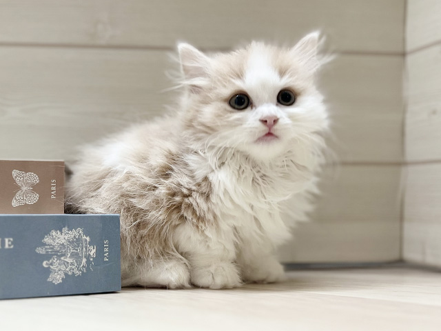 大阪府のマンチカン (ペッツファースト梅田店/2025年9月1日生まれ/女の子/クリームホワイト)の子猫の1枚目の画像