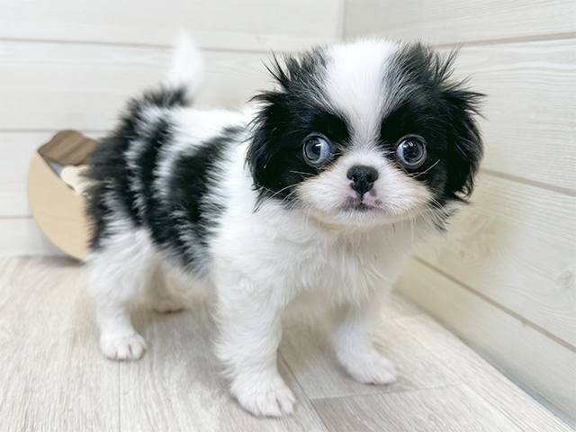 愛知県の狆 (ペッツファースト大高店/2025年9月3日生まれ/男の子/白黒)の子犬の1枚目の画像
