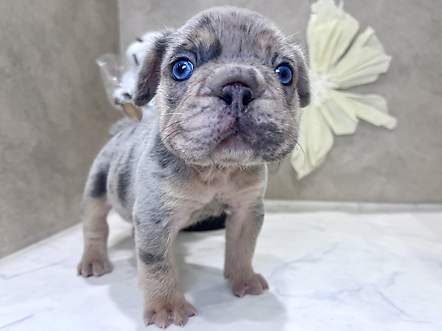兵庫県のフレンチブルドッグ (ペッツファースト神戸三宮センター街店/2025年9月2日生まれ/男の子/ブルーマールタン)の子犬の1枚目の画像