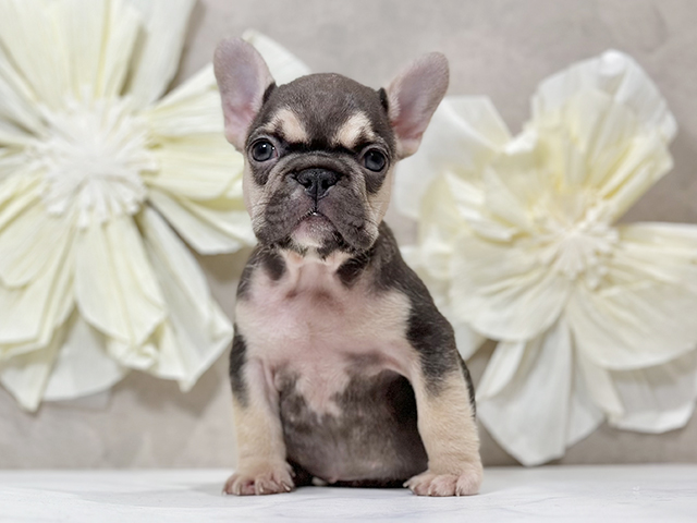 東京都のフレンチブルドッグ (ペッツファースト原宿店/2025年8月27日生まれ/女の子/チョコレートタン)の子犬の1枚目の画像