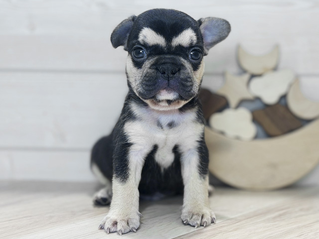 東京都のフレンチブルドッグ (ペッツファースト吉祥寺本店/2025年9月3日生まれ/男の子/チョコレートタン)の子犬の1枚目の画像