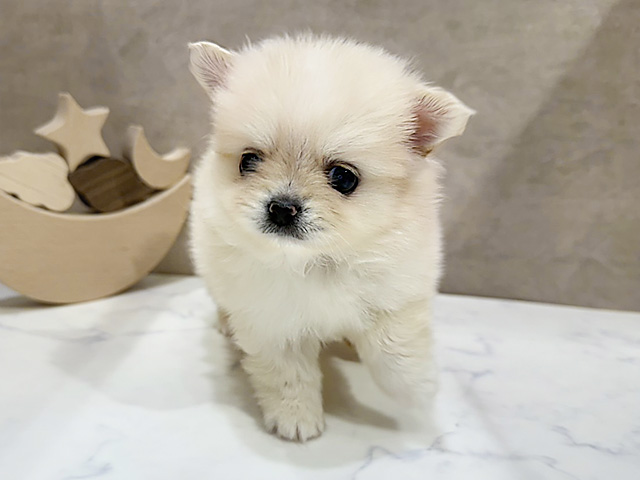 京都府のポメチワ/チワポメ/ポメチー(ポメラニアン×チワワ) (ペッツファースト京都四条河原町店/2025年9月1日生まれ/女の子/クリーム)の子犬の1枚目の画像
