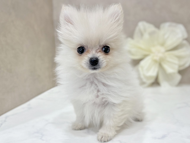 東京都のポメラニアン (ペッツファースト新宿店/2025年9月3日生まれ/女の子/クリーム)の子犬の1枚目の画像