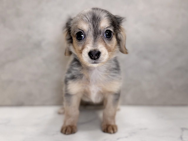 埼玉県のチワックス(チワワ×ダックス) (ペッツファーストPETEMOレイクタウンmori店/2025年9月3日生まれ/男の子/ブルーダップル)の子犬の1枚目の画像