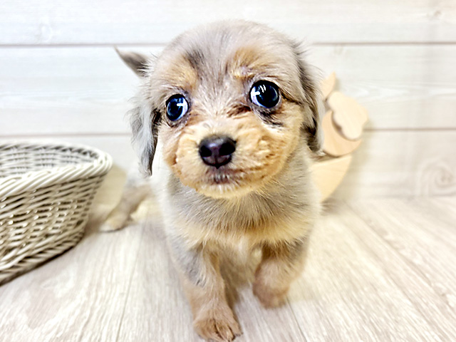 愛知県のチワックス(チワワ×ダックス) (ペッツファースト大高店/2025年9月3日生まれ/女の子/ブルーダップル)の子犬の1枚目の画像