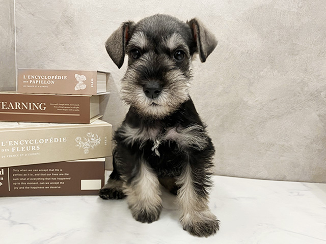 奈良県のミニチュアシュナウザー (ペッツファースト橿原店/2025年9月3日生まれ/男の子/ソルトペッパー)の子犬