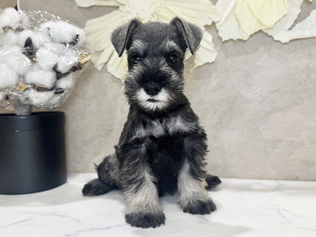 ミニチュアシュナウザー