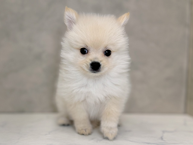 埼玉県のハーフ犬・ミックス犬 (ペッツファーストPETEMOレイクタウンmori店/2025年9月2日生まれ/女の子/クリーム)の子犬の1枚目の画像