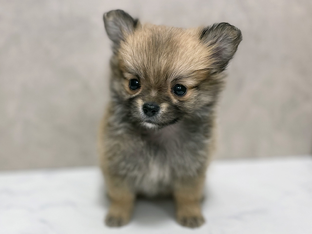 東京都のポメチワ/チワポメ/ポメチー(ポメラニアン×チワワ) (ペッツファースト池袋店/2025年9月3日生まれ/女の子/オレンジセーブル)の子犬の1枚目の画像