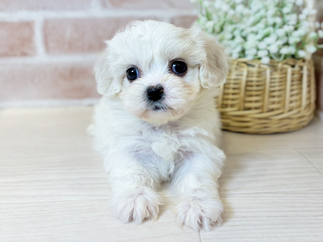 大阪府のハーフ犬・ミックス犬 (ペッツファースト北心斎橋店/2025年9月2日生まれ/女の子/ホワイトクリーム)の子犬の1枚目の画像