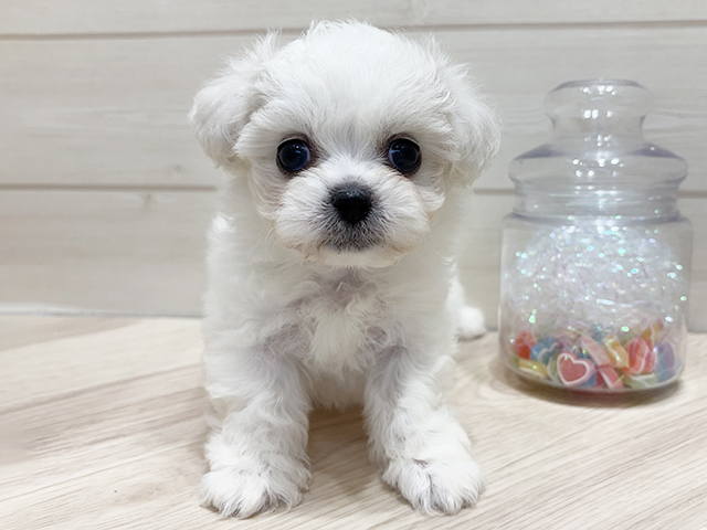 大阪府のハーフ犬・ミックス犬 (ペッツファーストららぽーと門真店/2025年9月2日生まれ/女の子/ホワイトクリーム)の子犬の1枚目の画像