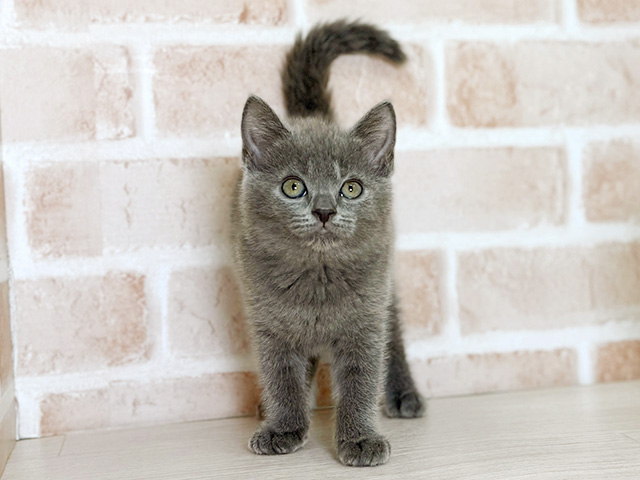 福岡県のシャルトリュー (ペッツファースト直方店/2025年9月4日生まれ/女の子/ブルー)の子猫