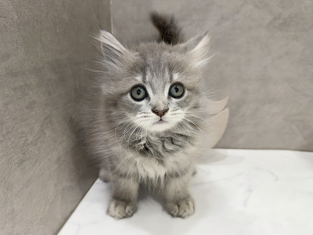 京都府のサイベリアン (ペッツファースト京都四条河原町店/2025年8月31日生まれ/男の子/ブルータビー)の子猫の1枚目の画像