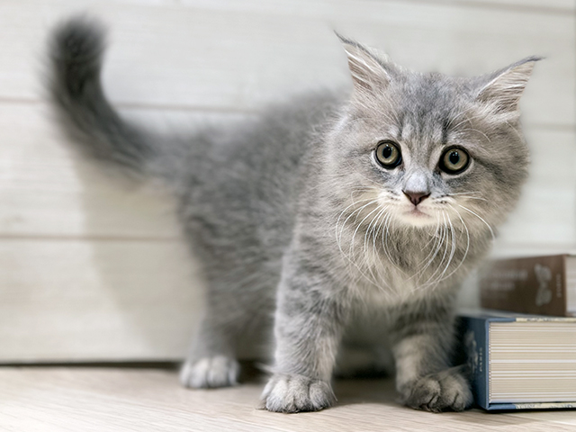 大阪府のサイベリアン (ペッツファースト梅田店/2025年8月31日生まれ/男の子/ブルータビー)の子猫の1枚目の画像