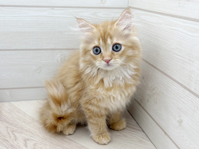 東京都のサイベリアン (ペッツファースト渋谷店/2025年8月14日生まれ/男の子/レッドタビー)の子猫の1枚目の画像