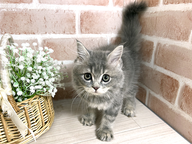 広島県のサイベリアン (ペッツファースト広島本通店/2025年8月31日生まれ/男の子/ブルータビー)の子猫の1枚目の画像