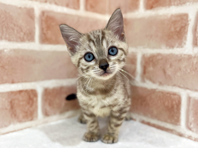 神奈川県のベンガル (ペッツファーストfor cats横浜元町店/2025年9月1日生まれ/男の子/シールリンクススポテッドタビー)の子猫の1枚目の画像