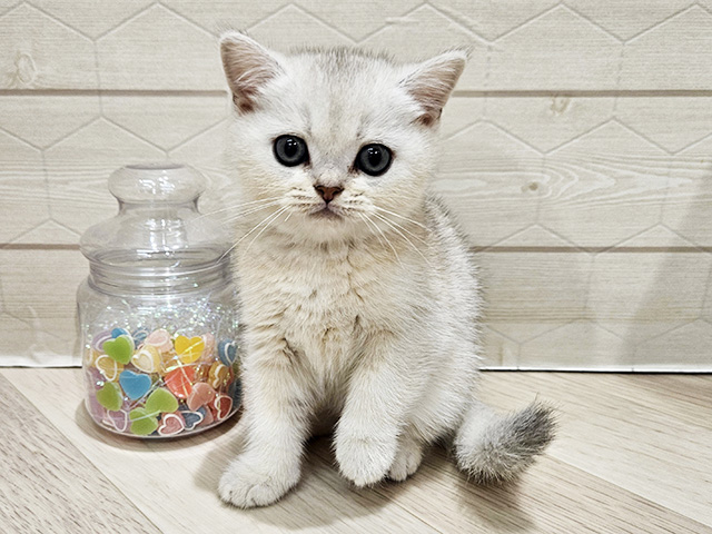 埼玉県のブリティッシュショートヘアー (ペッツファーストレイクタウン店/2025年9月3日生まれ/男の子/シェーデットシルバー)の子猫の1枚目の画像