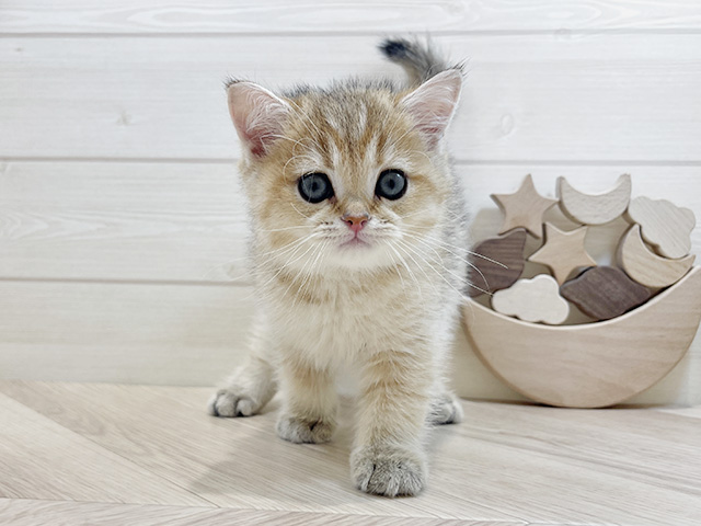 ブリティッシュ(ショートヘア), 性別 男の子, 誕生日 2025/09/03, 毛色 シェーデットゴールデン, 出身 静岡県, 店舗 ららぽーとTOKYO-BAY店(千葉県), お問い合わせ番号 2506842