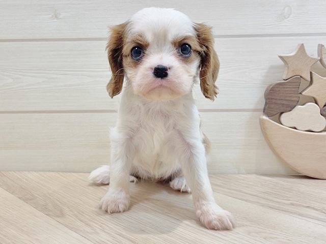 千葉県のキャバリアキングチャールズスパニエル (ペッツファーストららぽーとTOKYO-BAY店/2025年8月30日生まれ/女の子/ブレンハイム)の子犬の1枚目の画像