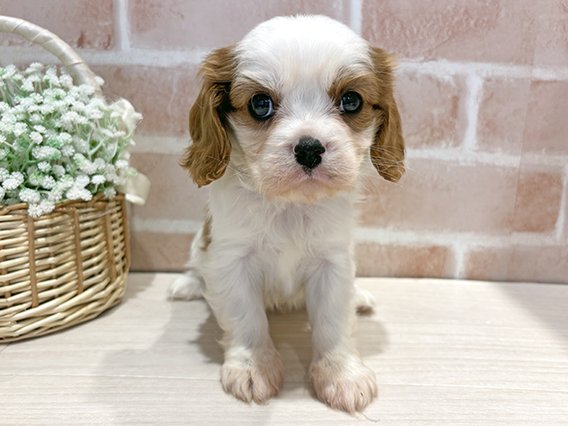 神奈川県のキャバリアキングチャールズスパニエル (ペッツファースト横浜元町店/2025年8月30日生まれ/女の子/ブレンハイム)の子犬の1枚目の画像