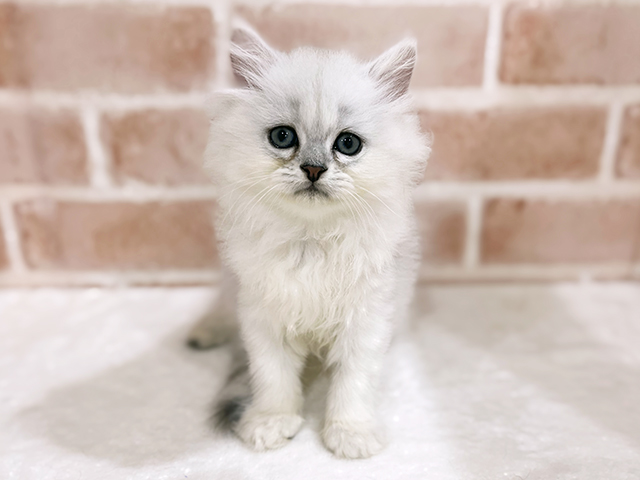 神奈川県のペルシャ (ペッツファーストfor cats横浜元町店/2025年8月29日生まれ/女の子/チンチラシルバー)の子猫の1枚目の画像