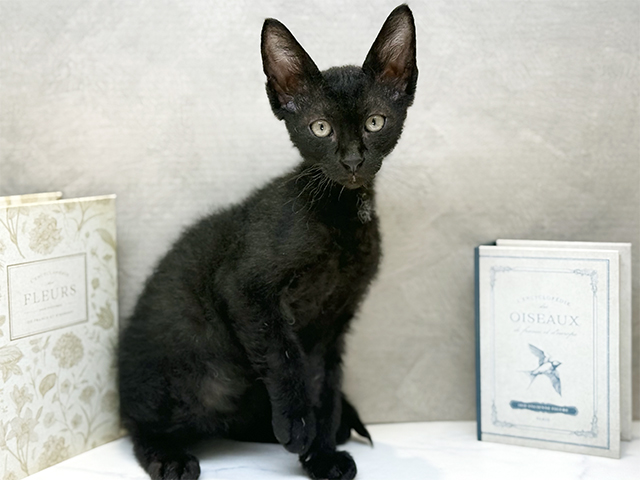 埼玉県のコーニッシュレックス (ペッツファースト川口店/2025年8月30日生まれ/男の子/ブラック)の子猫の1枚目の画像