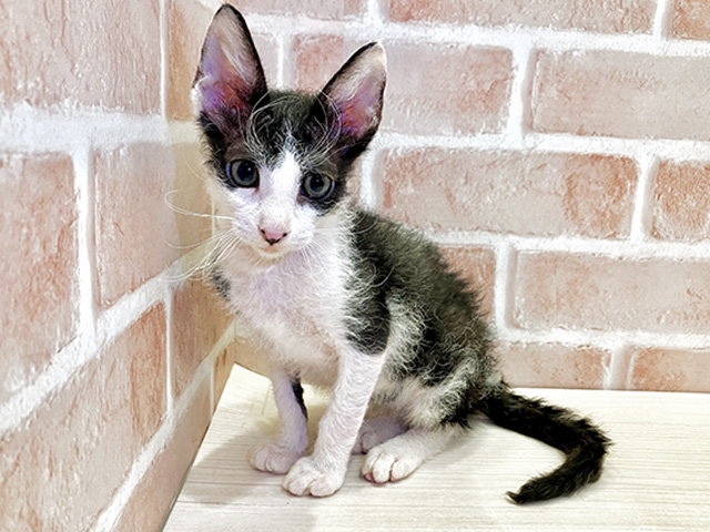 千葉県のコーニッシュレックス (ペッツファースト流山おおたかの森店/2025年8月30日生まれ/男の子/ブラックホワイト)の子猫の1枚目の画像