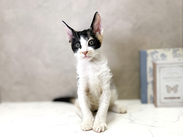 コーニッシュレックス