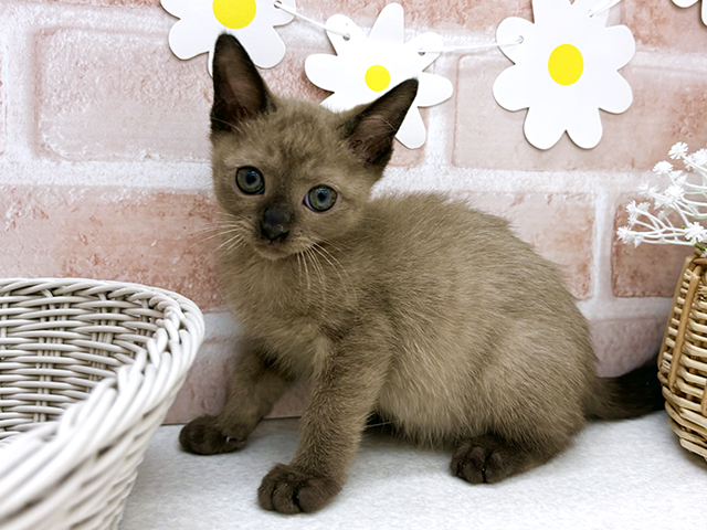 東京都のバーミーズ (ペッツファーストお台場店/2025年8月30日生まれ/女の子/セーブル)の子猫の1枚目の画像