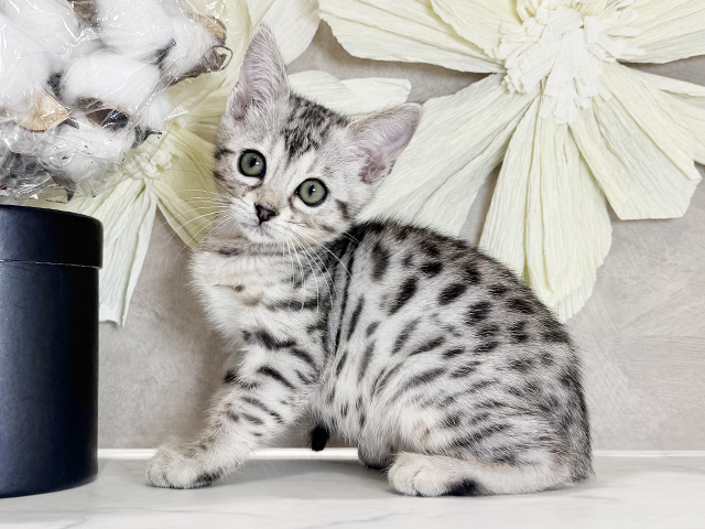 兵庫県のエジプシャンマウ (ペッツファースト神戸三宮店/2025年8月29日生まれ/女の子/シルバー)の子猫の1枚目の画像