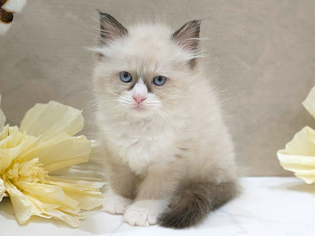 大阪府のラグドール (ペッツファースト難波店/2025年8月28日生まれ/女の子/シールポイントバイカラー)の子猫の1枚目の画像