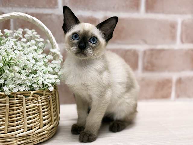 大阪府のシャム (ペッツファースト北心斎橋店/2025年8月26日生まれ/女の子/シールポイント)の子猫の1枚目の画像